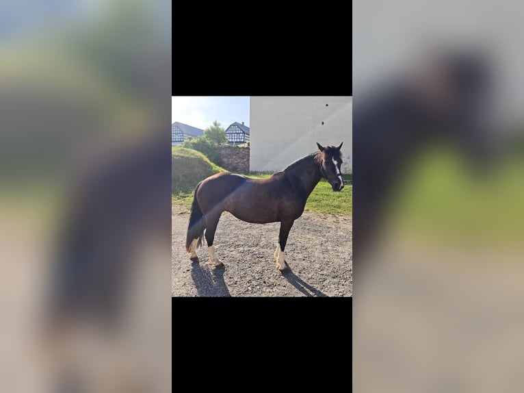 Welsh-C Castrone 3 Anni 128 cm Baio in Berga-Wünschendorf