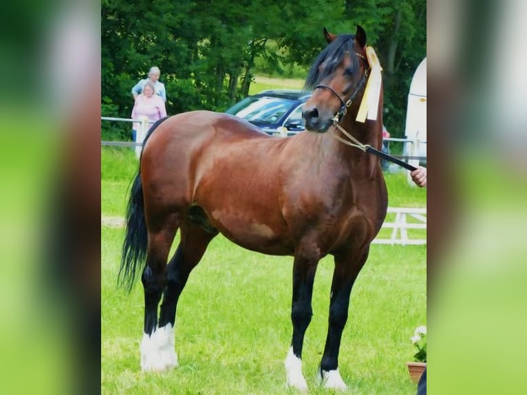 Welsh-C Castrone 3 Anni 128 cm Baio in Berga-Wünschendorf