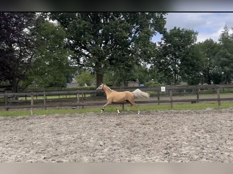 Welsh-C Castrone 3 Anni 133 cm Palomino in Den Hout