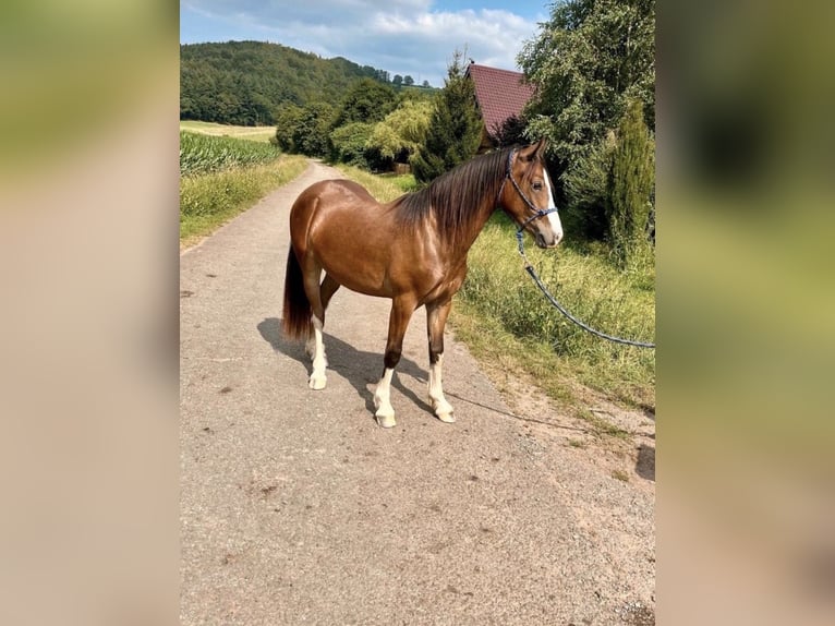 Welsh-C Castrone 3 Anni 138 cm Baio in Mittelbrunn