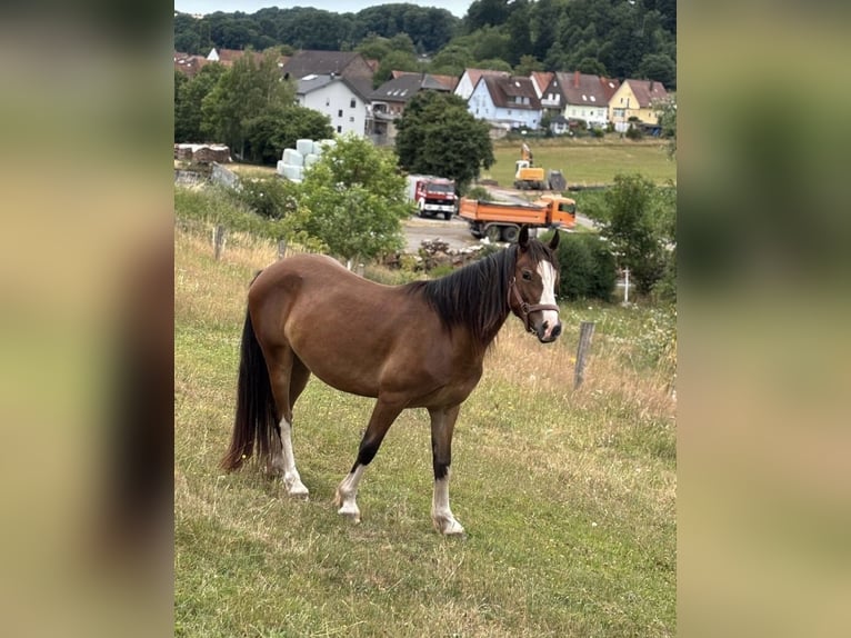 Welsh-C Castrone 3 Anni 138 cm Baio in Mittelbrunn