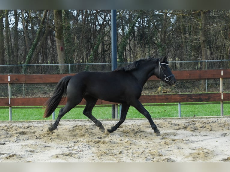 Welsh-C Mix Castrone 3 Anni 144 cm Morello in Schaijk