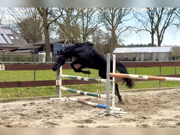 Welsh-C Mix Castrone 3 Anni 144 cm Morello in Schaijk