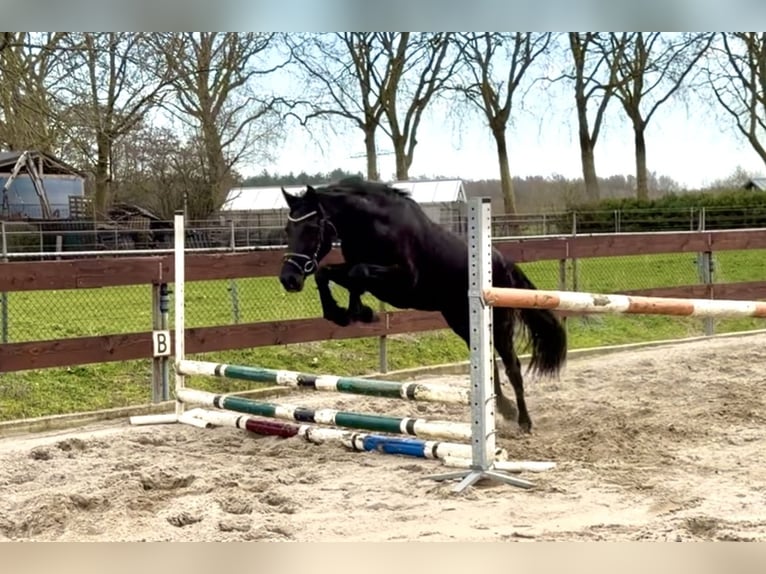 Welsh-C Mix Castrone 3 Anni 144 cm Morello in Schaijk