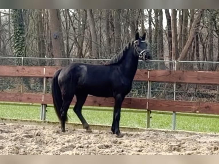 Welsh-C Mix Castrone 3 Anni 144 cm Morello in Schaijk