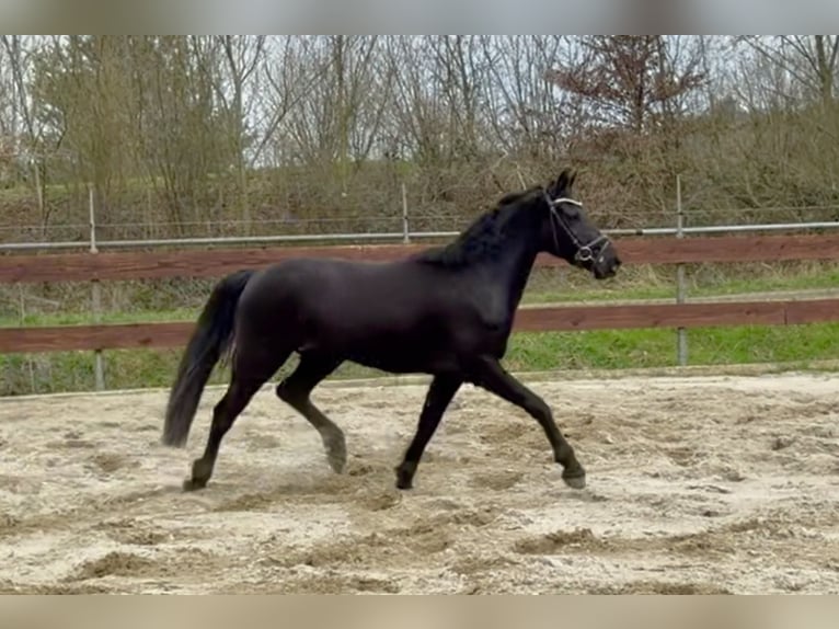 Welsh-C Mix Castrone 3 Anni 144 cm Morello in Schaijk