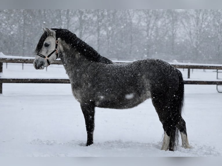 Welsh-C Castrone 4 Anni 115 cm Grigio in Stadskanaal