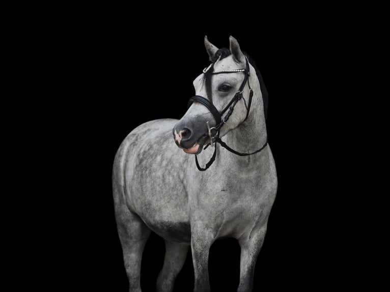 Welsh-C Castrone 4 Anni 115 cm Grigio in Stadskanaal