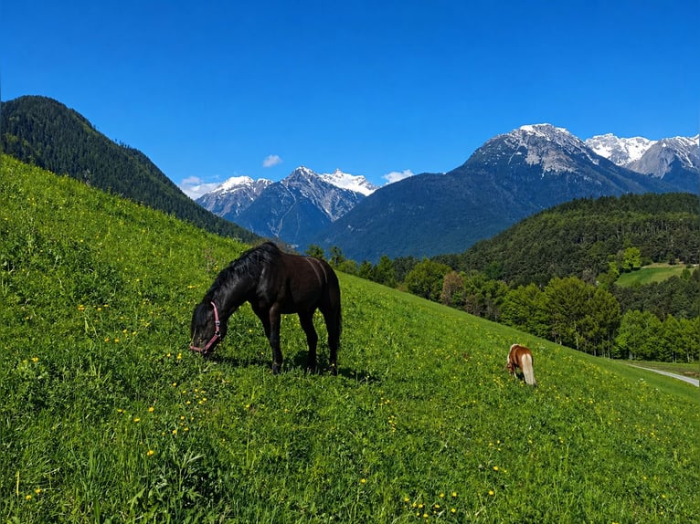 Welsh-C Mix Castrone 4 Anni 128 cm Morello in Arzl