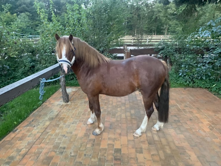 Welsh-C Castrone 4 Anni 128 cm Sauro scuro in Doberlug-Kirchhain