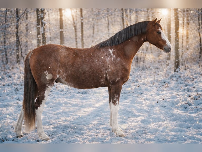 Welsh-C Castrone 4 Anni 135 cm Baio scuro in Stadskanaal