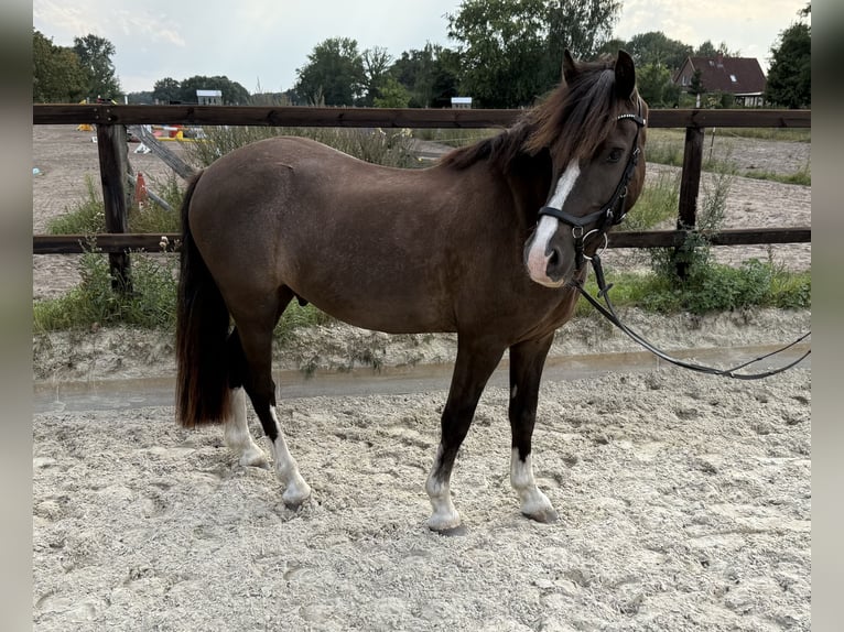 Welsh-C Castrone 4 Anni 135 cm  in Hohnstorf (Elbe)