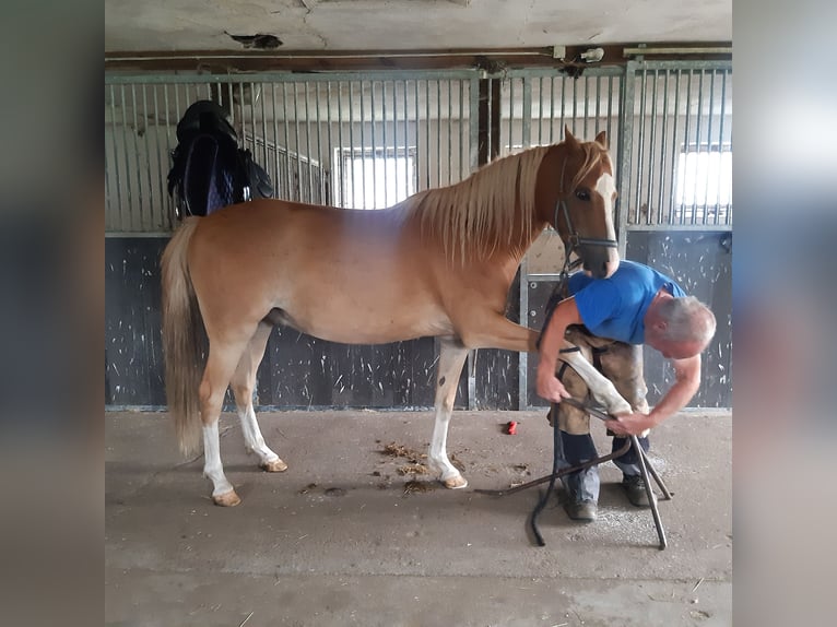 Welsh-C Castrone 4 Anni 140 cm Sauro in Schollene