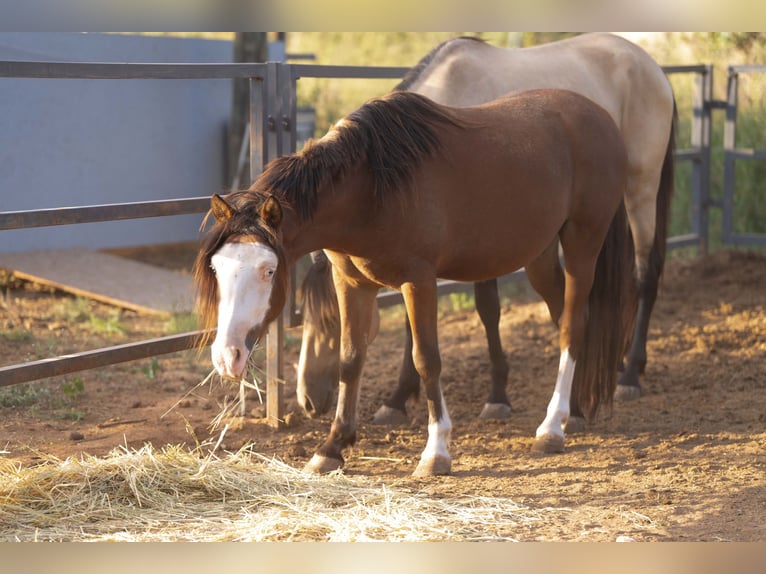 Welsh-C Mix Castrone 5 Anni 130 cm Baio in Valencia
