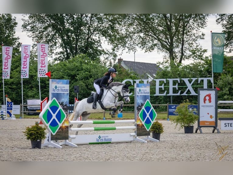 Welsh-C Castrone 5 Anni 136 cm Leardo in Groningen