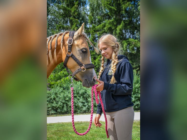 Welsh-C Castrone 5 Anni 136 cm Palomino in Żnin
