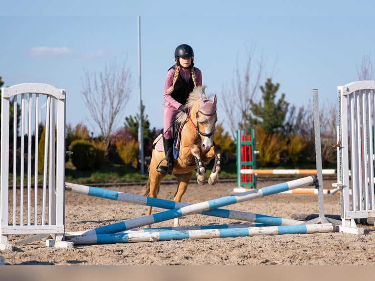 Welsh-C Castrone 5 Anni 136 cm Palomino in Żnin