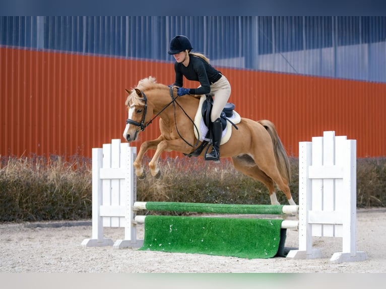 Welsh-C Castrone 5 Anni 136 cm Sauro in Kicin