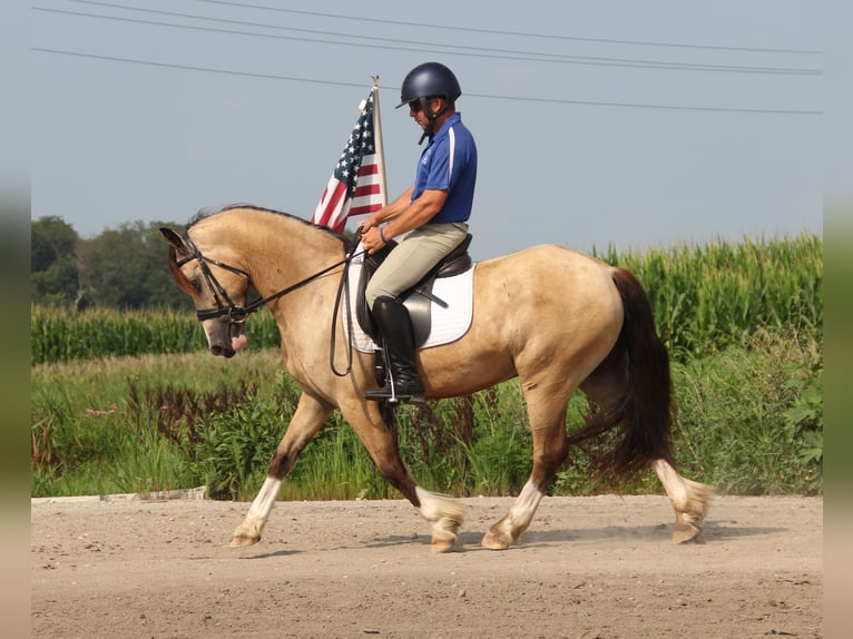 Welsh-C Castrone 5 Anni 142 cm Pelle di daino in Cambridge