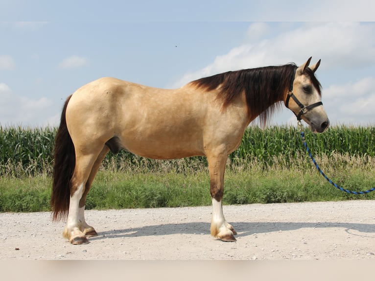 Welsh-C Castrone 5 Anni 142 cm Pelle di daino in Cambridge