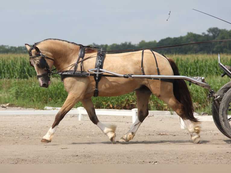 Welsh-C Castrone 5 Anni 142 cm Pelle di daino in Cambridge