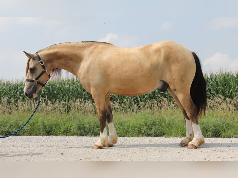 Welsh-C Castrone 5 Anni 142 cm Pelle di daino in Cambridge