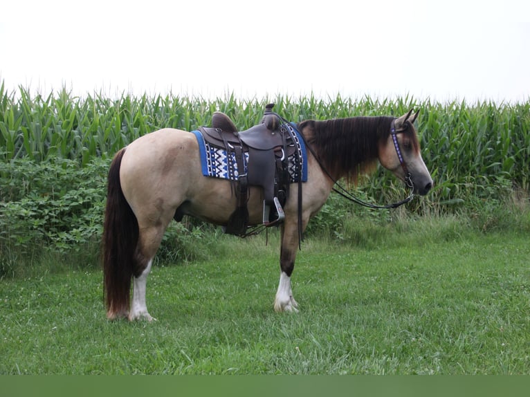 Welsh-C Castrone 5 Anni 142 cm Pelle di daino in Cambridge