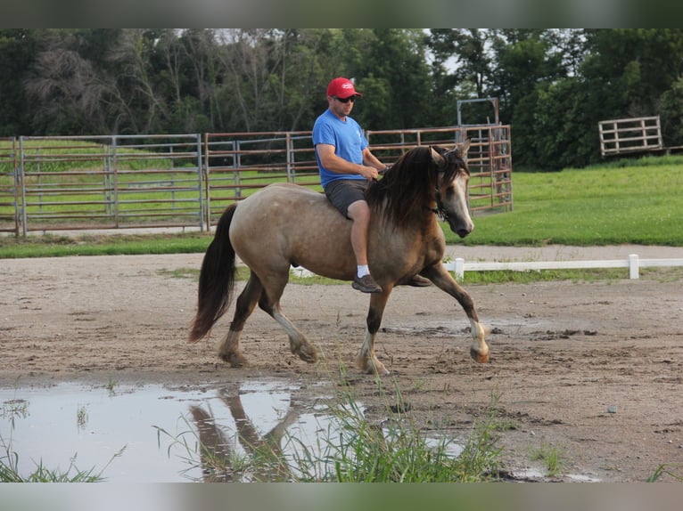 Welsh-C Castrone 5 Anni 142 cm Pelle di daino in Cambridge