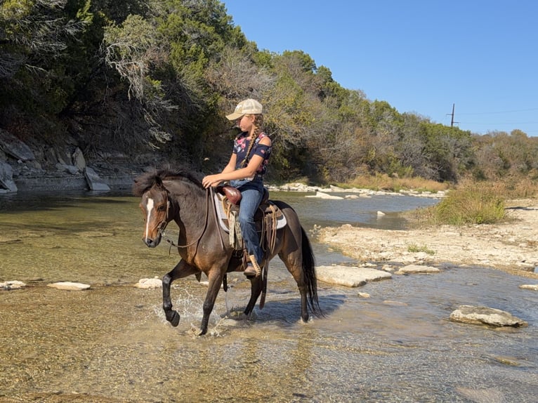Welsh-C Castrone 6 Anni 112 cm Baio ciliegia in Cleburne