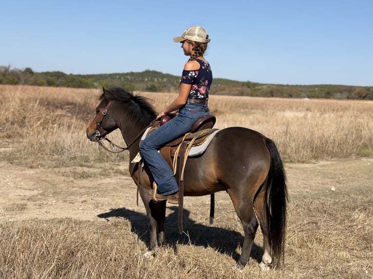 Welsh-C Castrone 6 Anni 112 cm Baio ciliegia in Cleburne