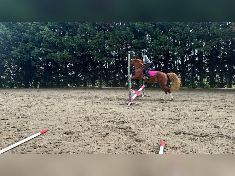 Welsh-C Castrone 6 Anni 130 cm Sauro in Sommelsdijk