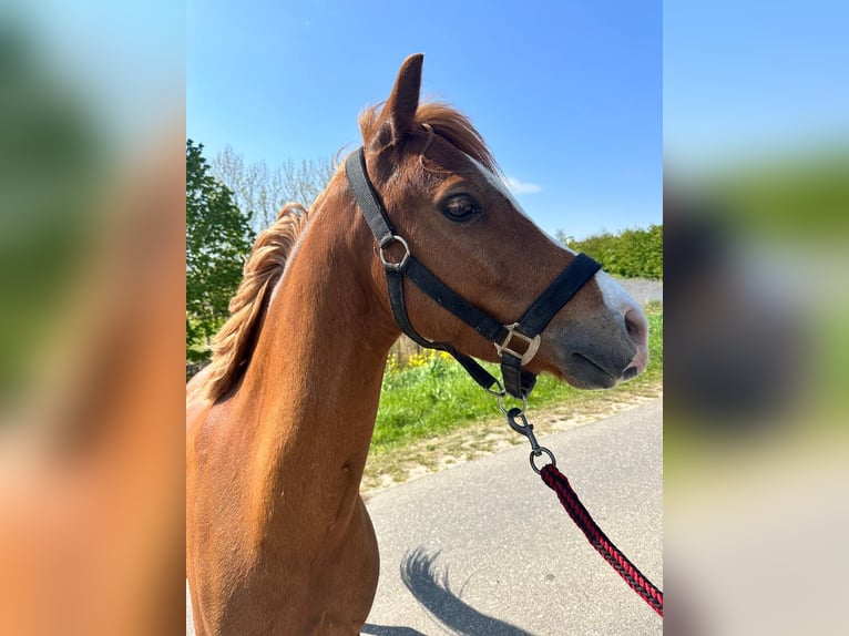 Welsh-C Castrone 6 Anni 130 cm Sauro in Sommelsdijk