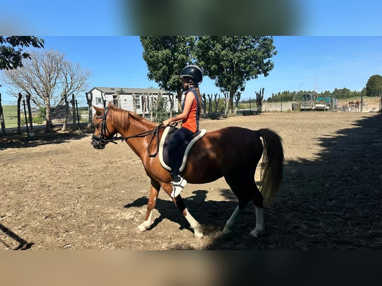 Welsh-C Castrone 6 Anni 130 cm Sauro in Sommelsdijk