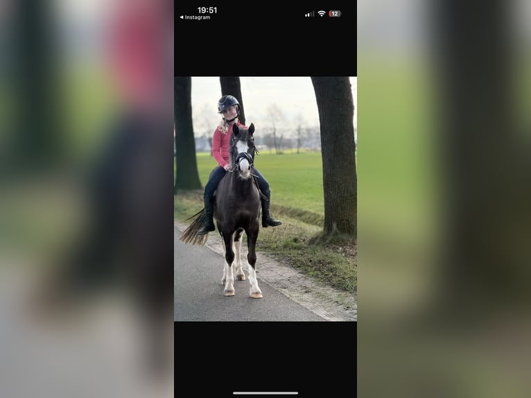 Welsh-C Castrone 6 Anni 134 cm Sauro scuro in Surhuizum