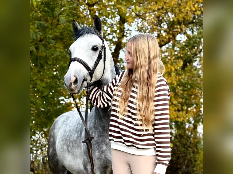 Welsh-C Castrone 6 Anni 138 cm Grigio in &#x17B;nin