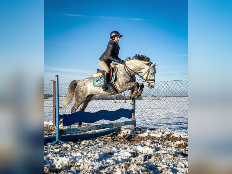 Welsh-C Castrone 6 Anni 138 cm Grigio in &#x17B;nin