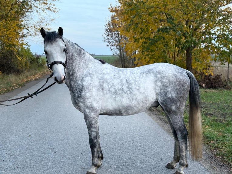 Welsh-C Castrone 6 Anni 138 cm Grigio in &#x17B;nin