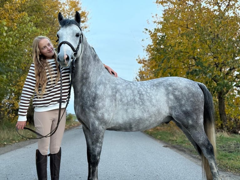 Welsh-C Castrone 6 Anni 138 cm Grigio in &#x17B;nin