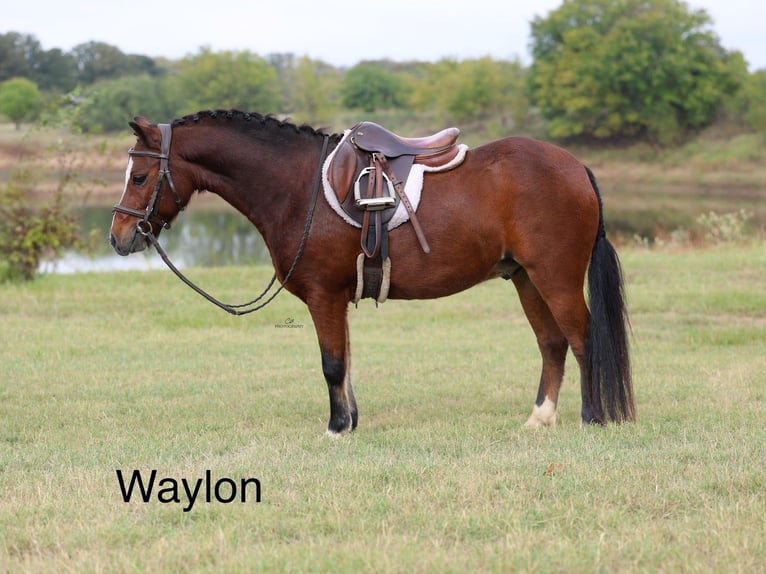 Welsh-C Castrone 7 Anni 112 cm Baio ciliegia in Cleburne
