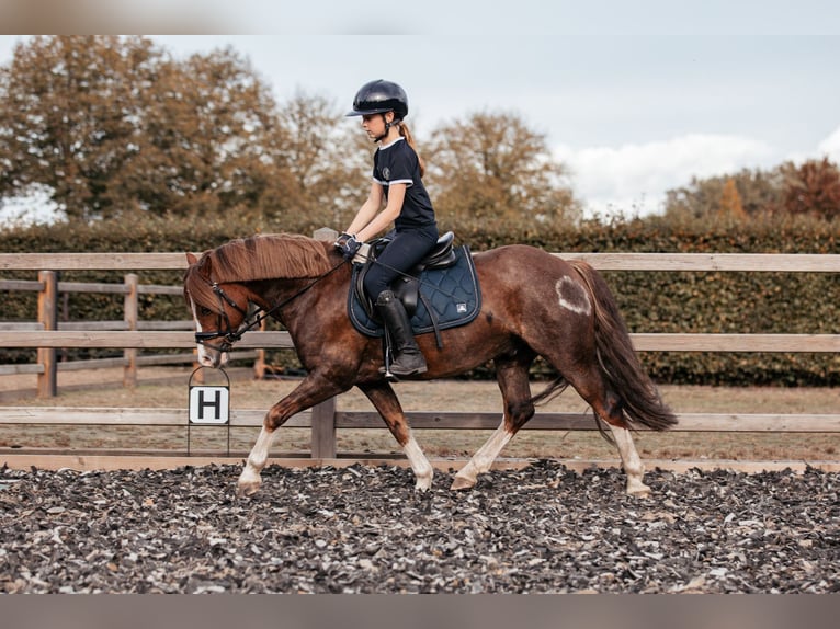 Welsh-C Castrone 7 Anni 134 cm Sauro scuro in Hooge Mierde