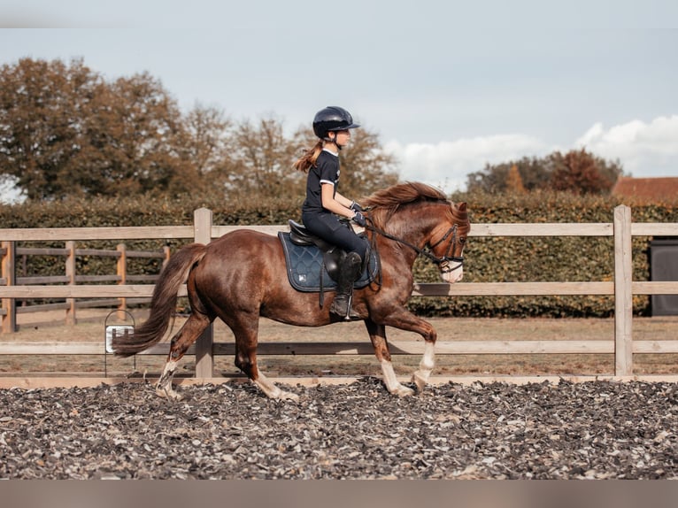 Welsh-C Castrone 7 Anni 134 cm Sauro scuro in Hooge Mierde