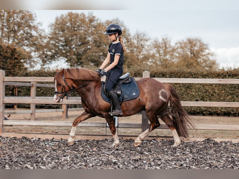 Welsh-C Castrone 7 Anni 134 cm Sauro scuro in Hooge Mierde