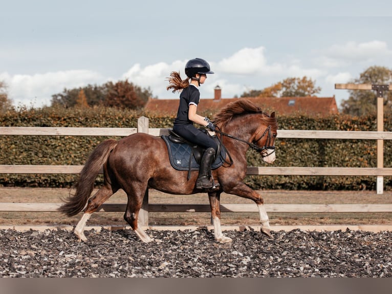 Welsh-C Castrone 7 Anni 134 cm Sauro scuro in Hooge Mierde