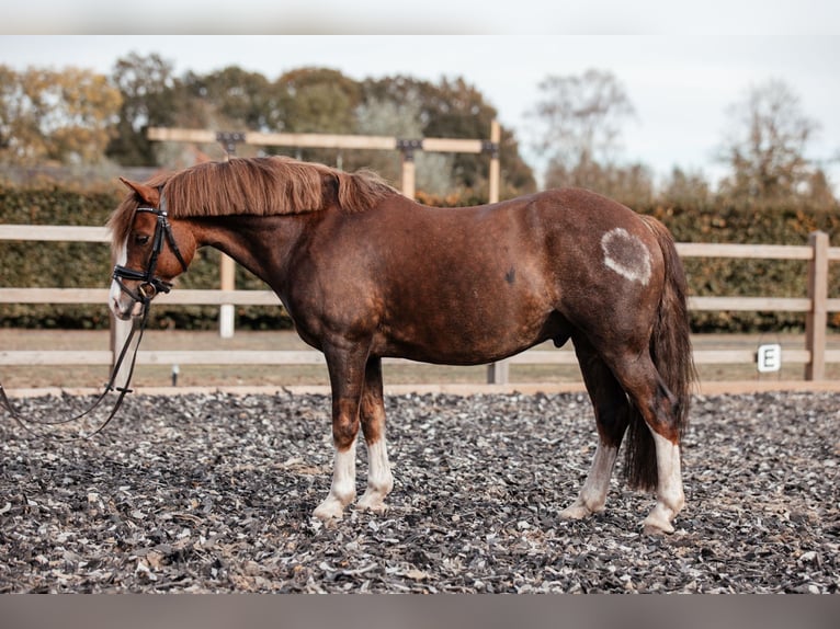 Welsh-C Castrone 7 Anni 134 cm Sauro scuro in Hooge Mierde