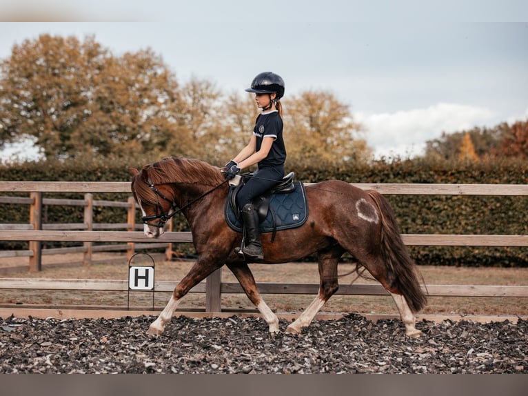 Welsh-C Castrone 7 Anni 134 cm Sauro scuro in Hooge Mierde