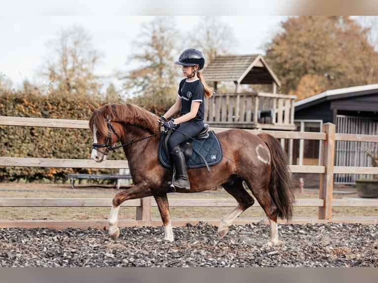 Welsh-C Castrone 7 Anni 134 cm Sauro scuro in Hooge Mierde