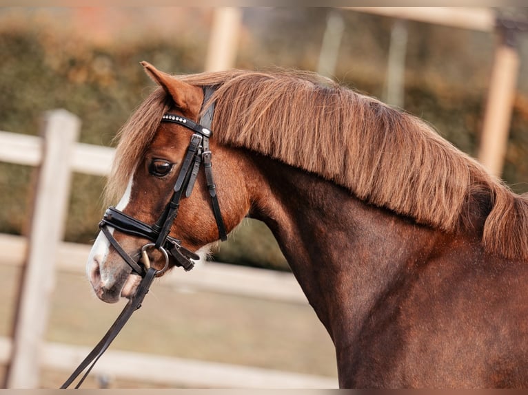 Welsh-C Castrone 7 Anni 134 cm Sauro scuro in Hooge Mierde