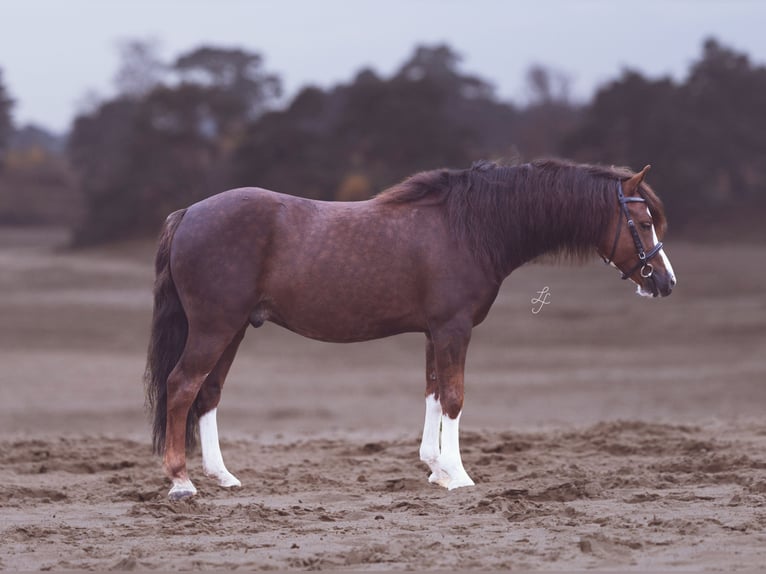 Welsh-C Castrone 9 Anni 129 cm Sauro in Bunnik