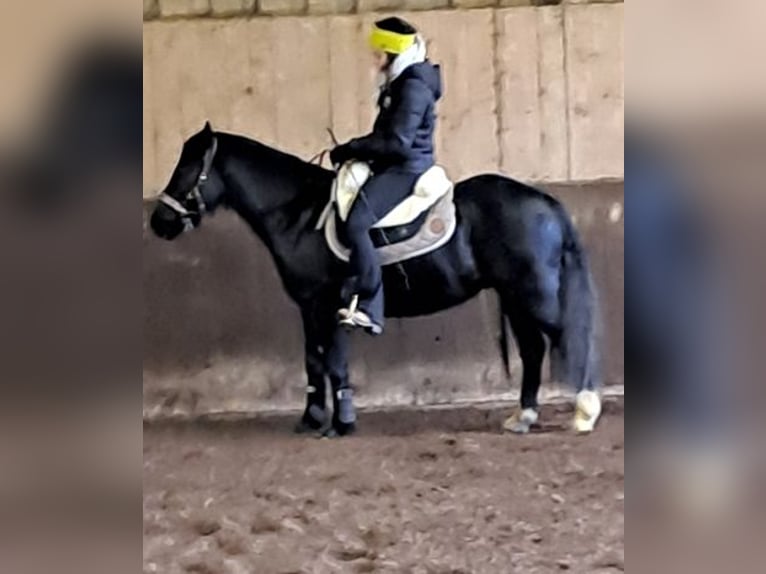 Welsh-C Castrone 9 Anni 134 cm Morello in Falkenberg