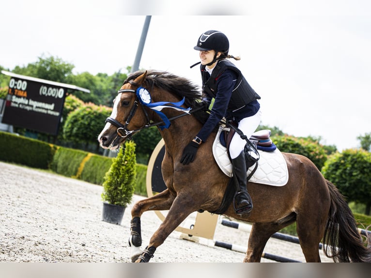 Welsh-C Castrone 9 Anni 141 cm Sauro scuro in Podłęcze